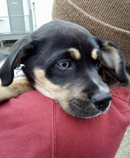 Wesson