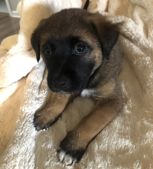 Scout