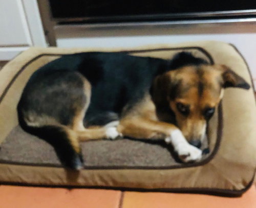 Penelope