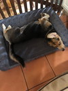 Penelope