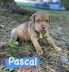 Pascal