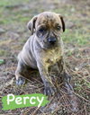 Percy