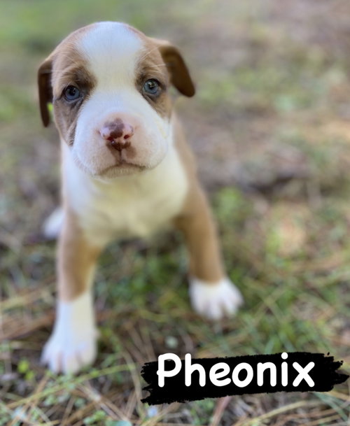 Phoenix