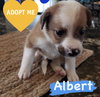 Albert