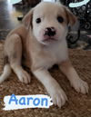 Aaron