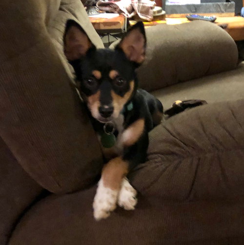 Peanut