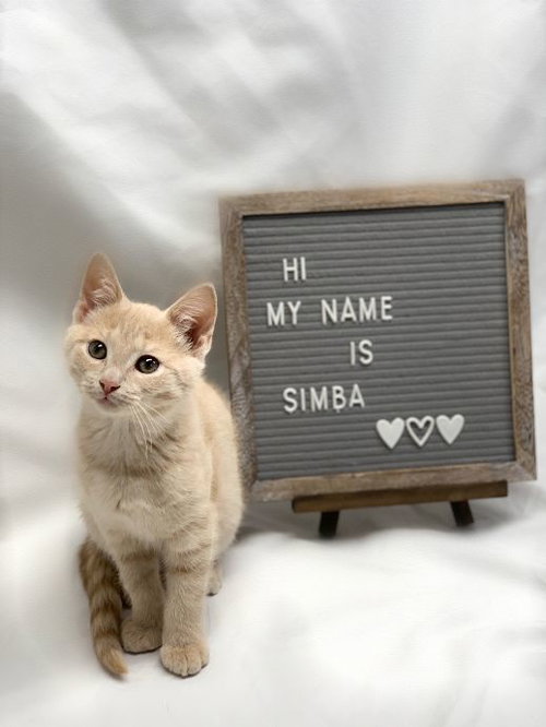 Simba