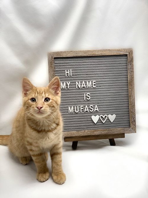 Mufasa