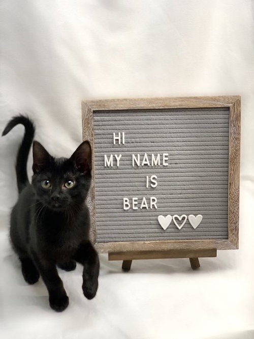 Bear