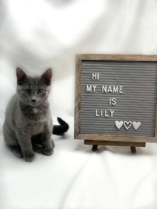 Lily