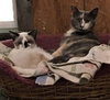 Mazey & Maestro