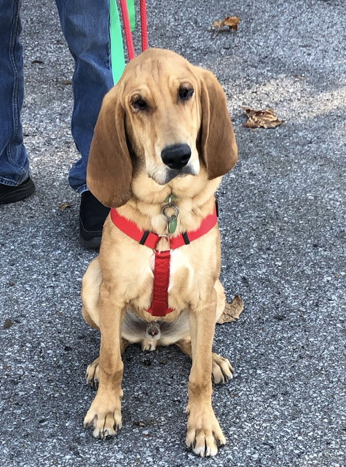Dudley