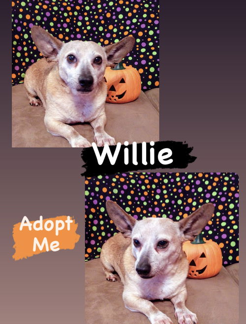 Willie