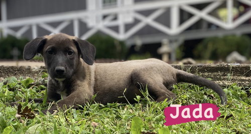 Jada