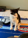 Oreo