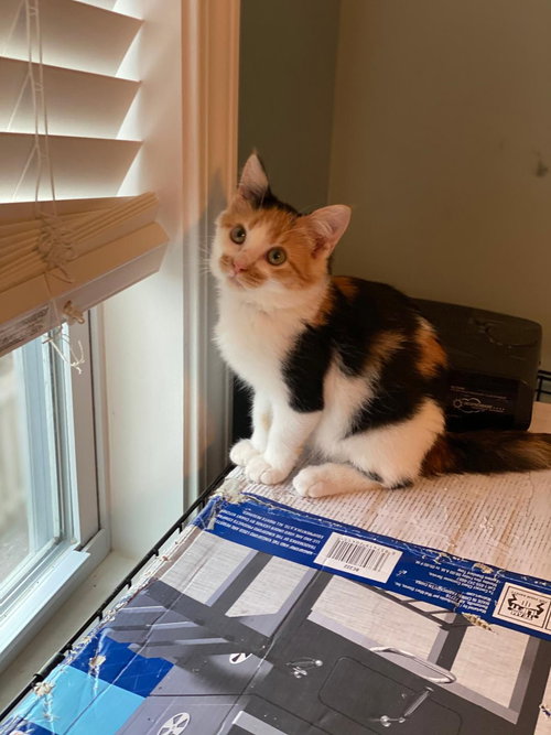 Stella