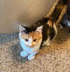 Stella