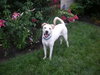 Kody