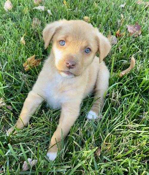 Frankie