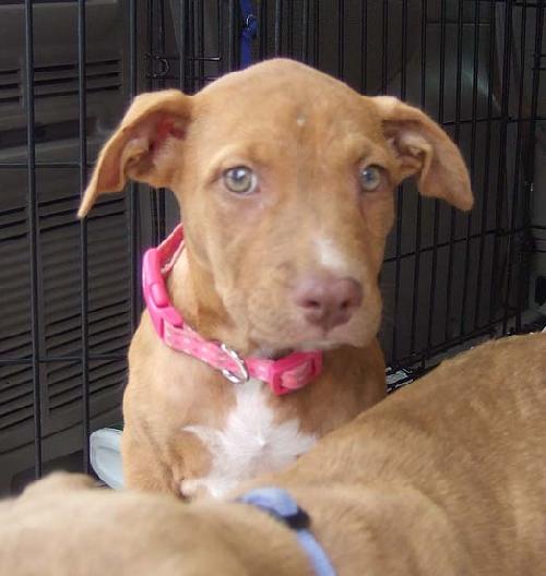 Rosie Pup