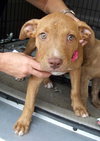 Rosie Pup