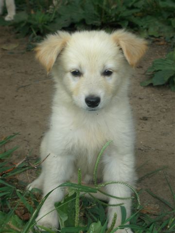 Lassie