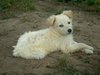 Lassie