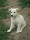Lassie