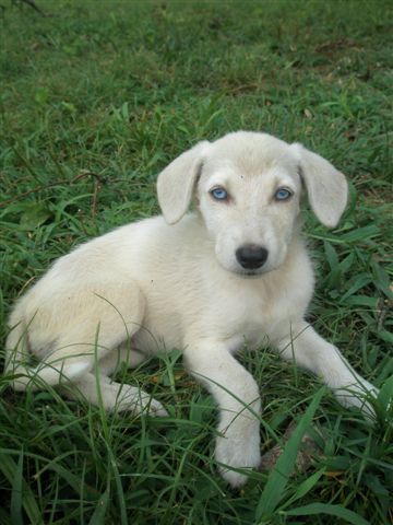 Sheba