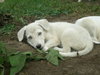 Sheba