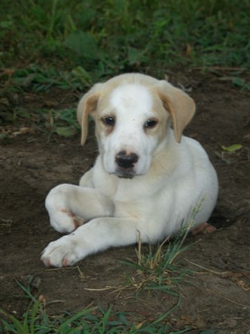 Ajax