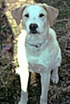 Ajax