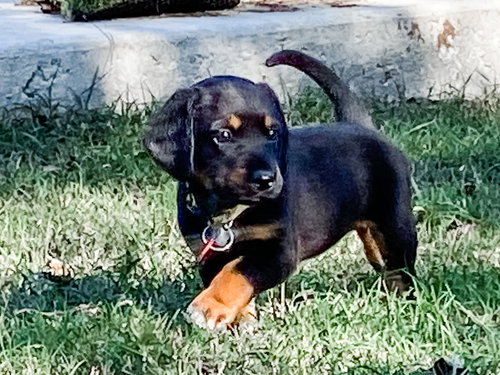 Lucy