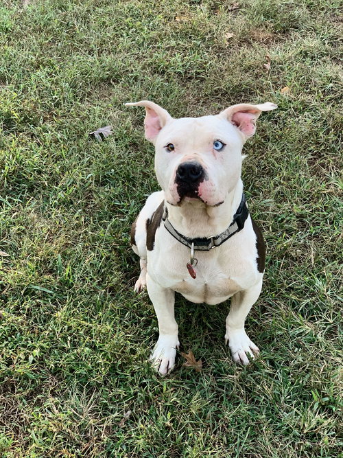 Diesel