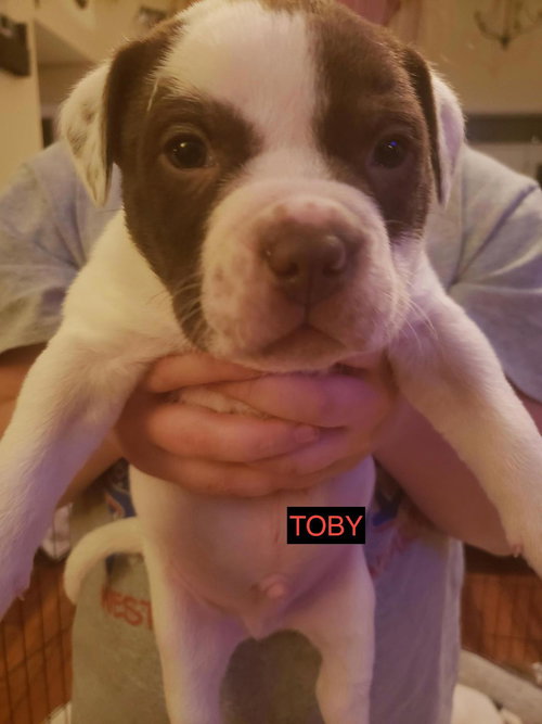 Toby