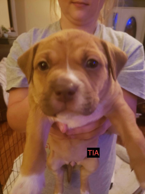 Tia