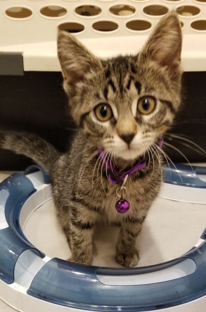 Penelope