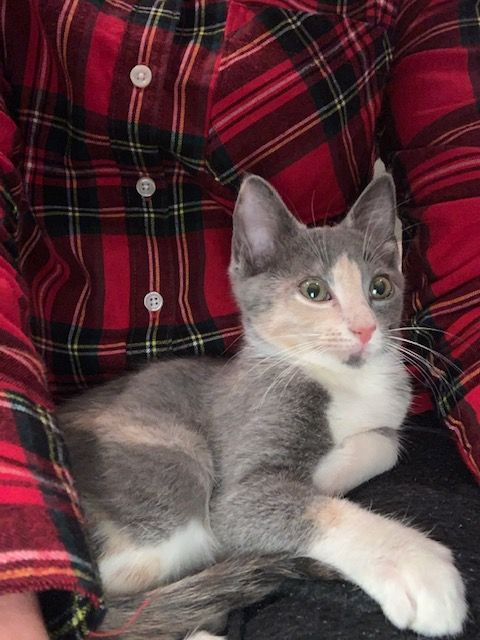 Juno