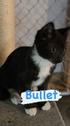 Bullet