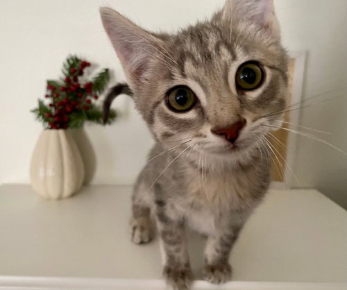 Merlin