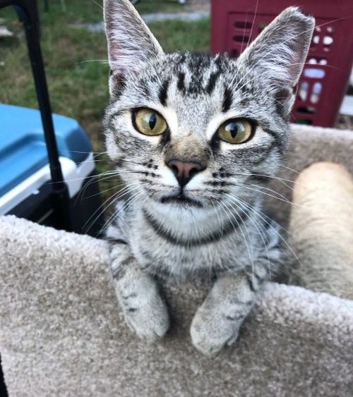 Samantha