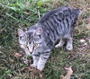 Samantha