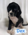 Dex