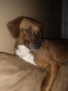 Gracie