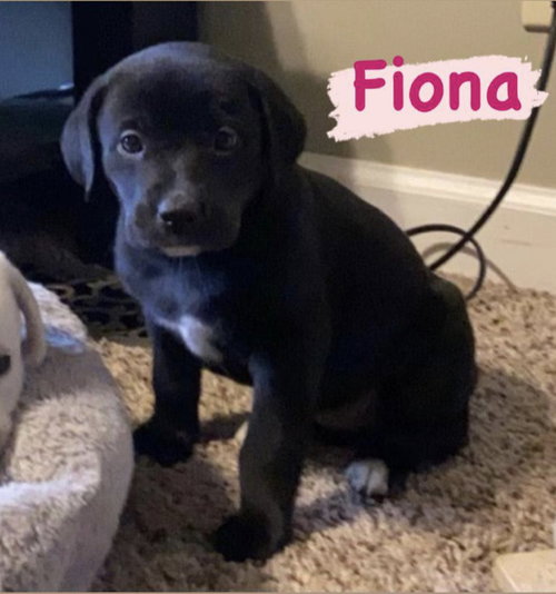 Fiona