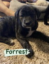 Forrest