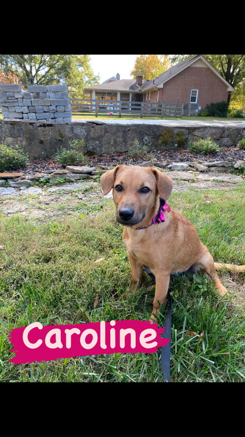 Caroline