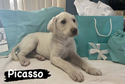 Picasso
