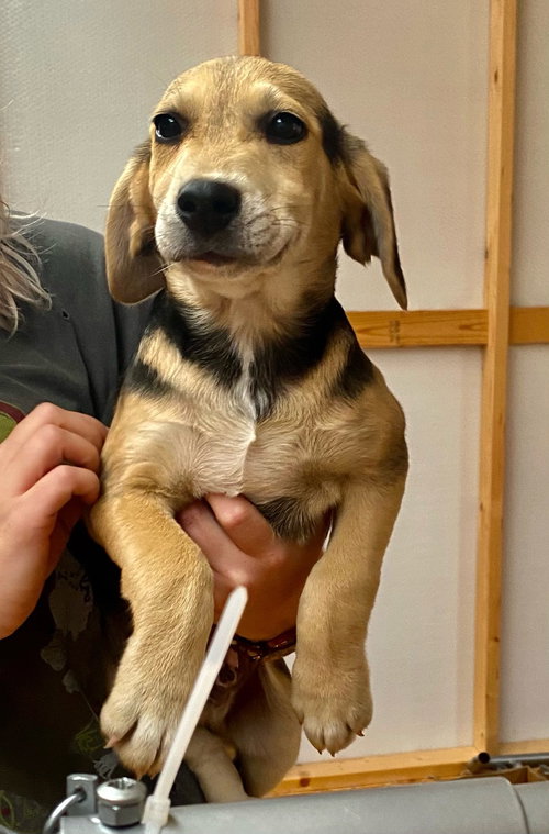 Max