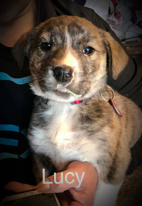 Georgie